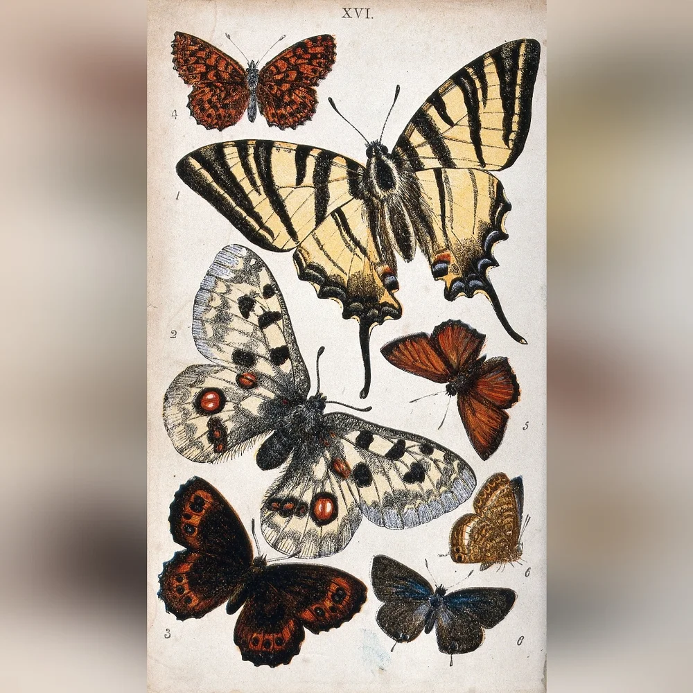 Vintage Butterfly Wall Art Decor Print